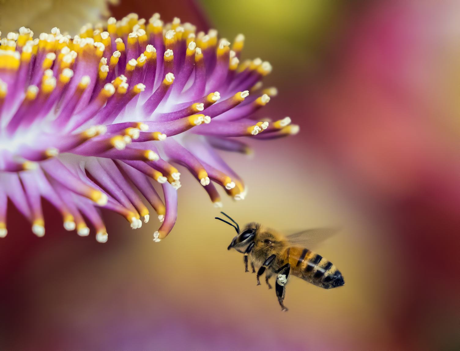 A Bee Collecting Pollen from a Flower on a Pink Blurred Background