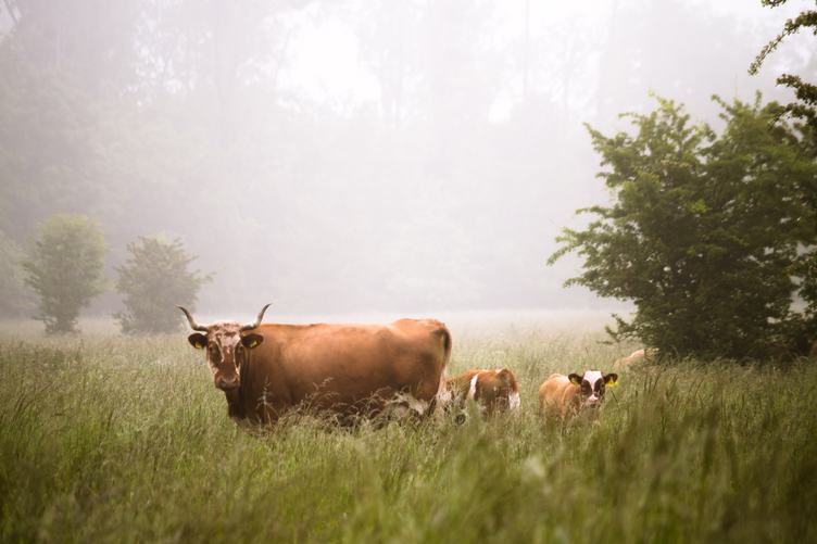 Cow and Calves Grazing in a Meadow in a Foggy Day