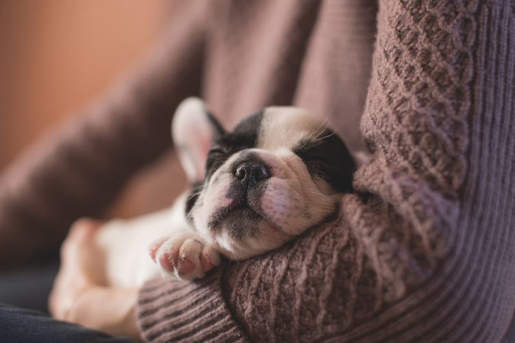 Tiny French Bulldog Napping in the Arms of his Mistress
