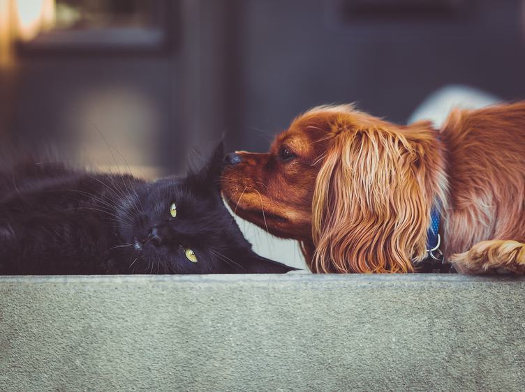 The Black Cat and Dog