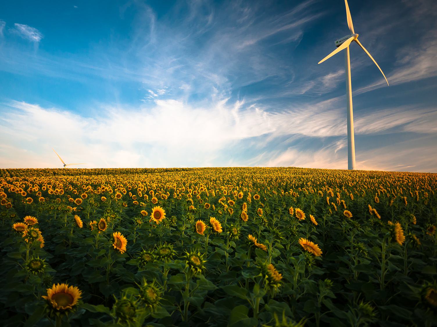 Yellow Sunflowers Field and Wind Power