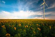 Yellow Sunflowers Field and Wind Power