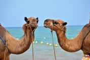 Two Camels on the Beach