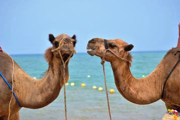 Two Camels on the Beach