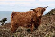 A Cute Red Hairy Cow Grazing on a Cliff