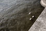 Three Swans Floating on the River