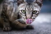 Domestic Short-Haired Cat Licking His Nose