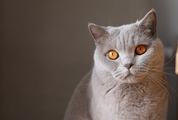Light Gray Fluffy Cat with Orange Eyes