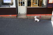 Little White Dog Waiting by the Bakery Entrance