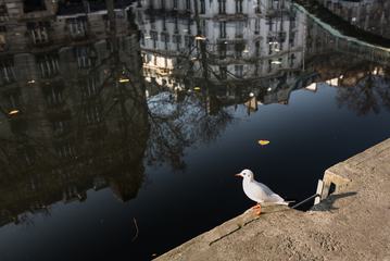 Seagull in front of Buildings Reflected in the Canal