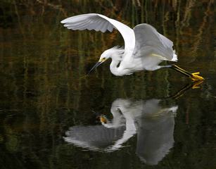 Heron Landing on Water and its Reflection