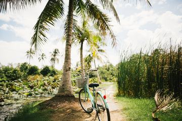 Bicycle with a Basket Parked under a Palm Tree