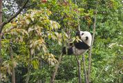Chinese Panda Climbing Trees