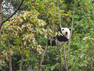 Chinese Panda Climbing Trees