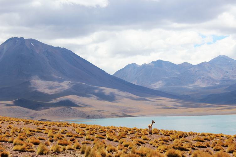 Lonely Lama in Andes Grassland
