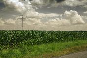 Cornfield and the Power Lines