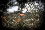 Mysterious Dark Meadow Poppies and Chamomile