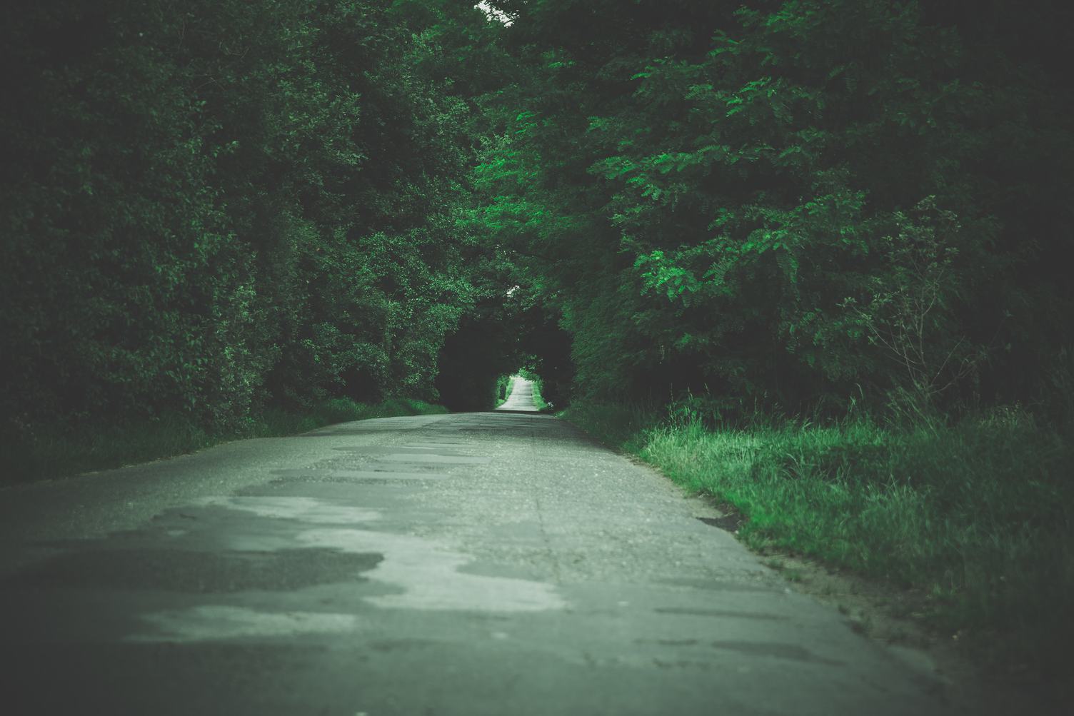 Green Tunnel of Trees - Road to Nowhere