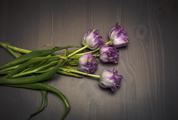 Purple Tulips Lie on the Wooden Table