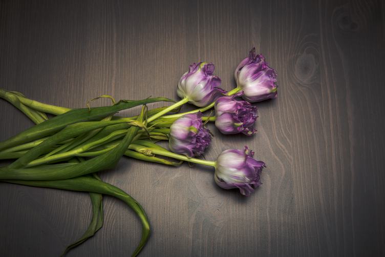 Purple Tulips Lie on the Wooden Table