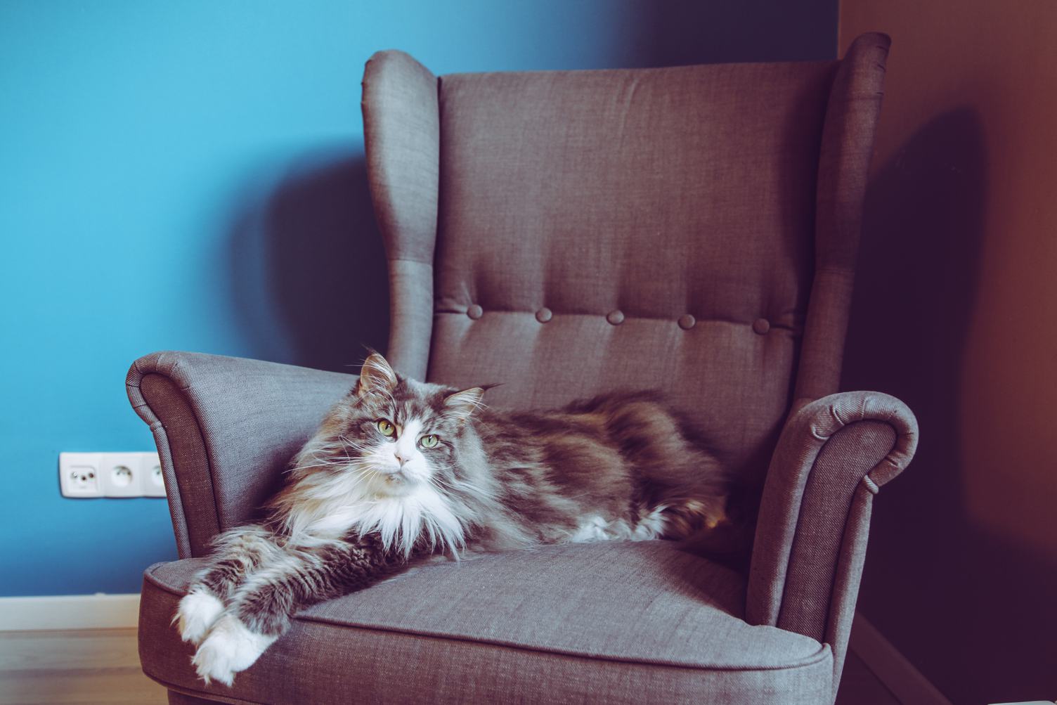 Longhair Maine Coon Cat Lying in Comfortable Armchair