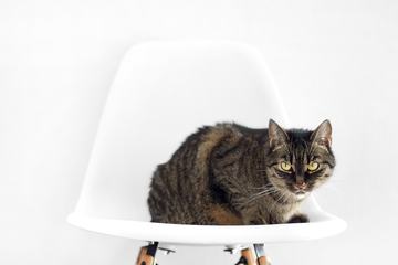 Gray Tabby Cat Sitting on White Chair on Light Background