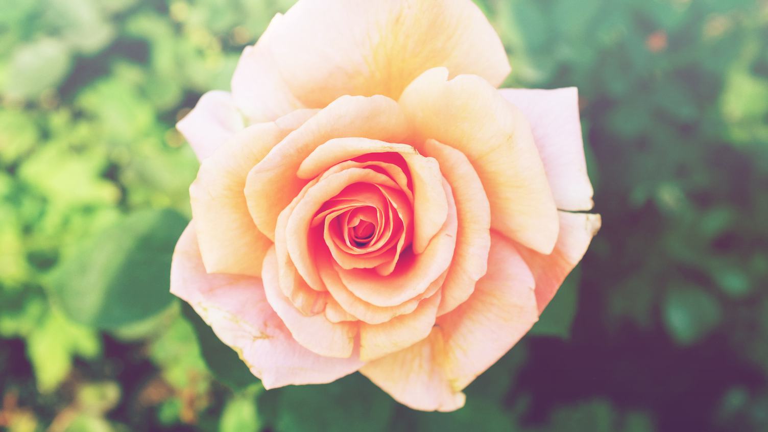 Single Tea Rose Close-up