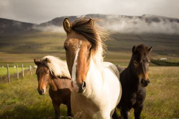 Icelandic Horses in the Pasture with Mountains in the Background