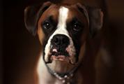 Boxer Dog Portrait on Blurred Background