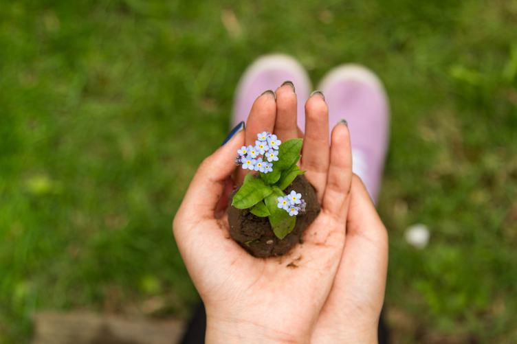 Woman Hands Holding Young Forget Me Not Seedling with Soil