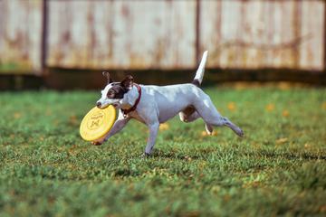 Jack Russell Terrier Running with Frisbee