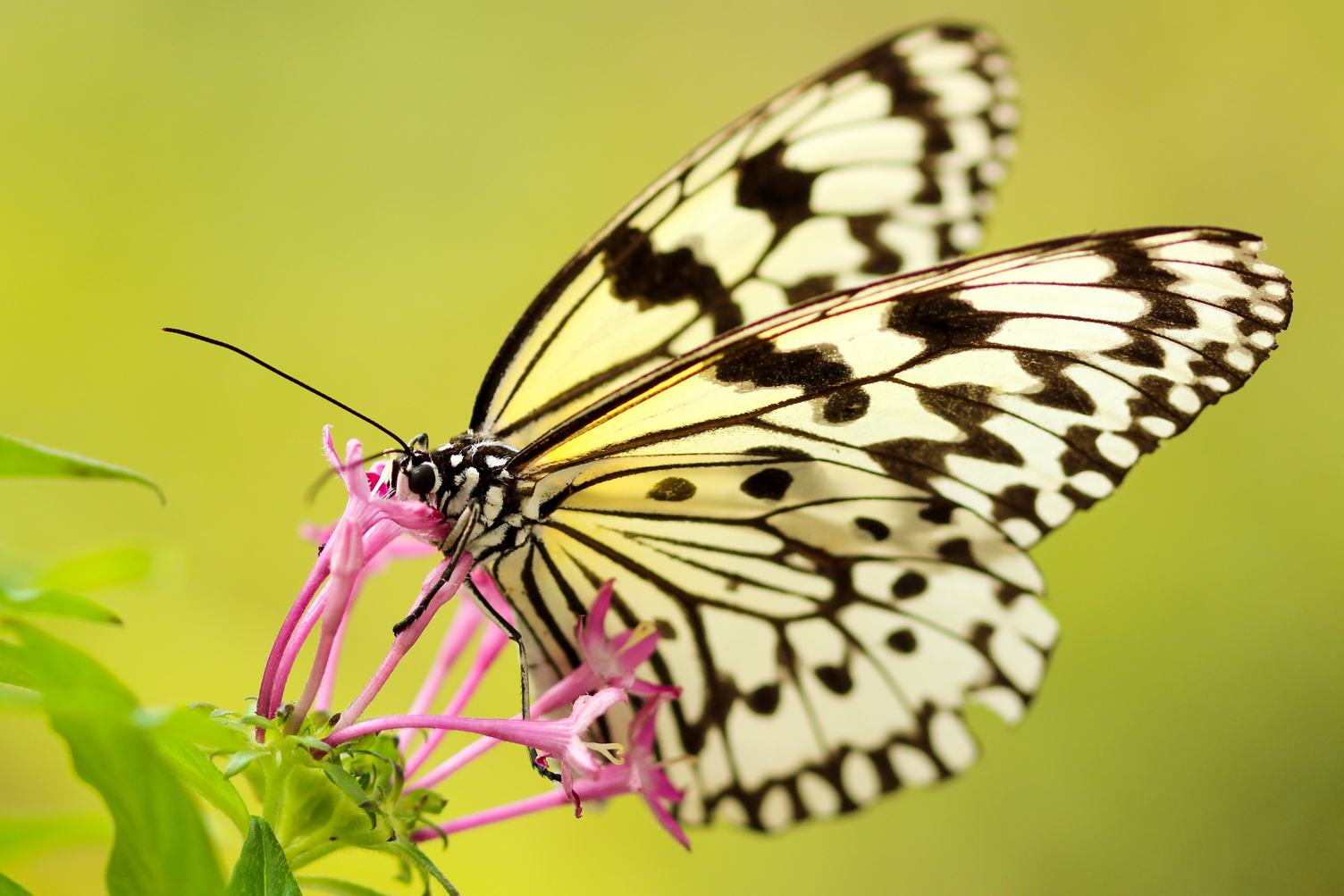 Close-up Butterfly on a Flower
