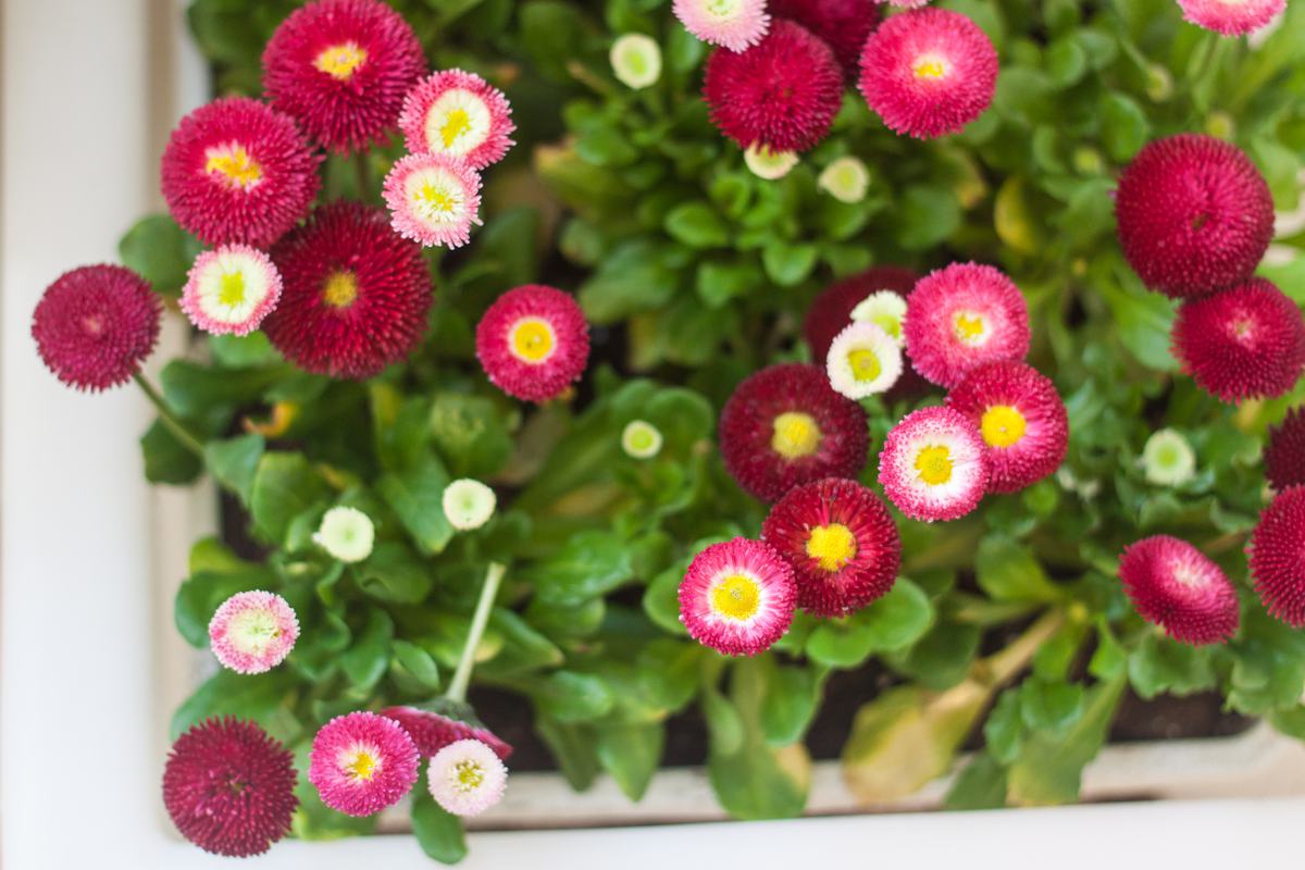 Free Photo Pink Daisies Grow in a Pot