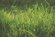 Lush Spring Green Grass