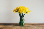 Bunch of Yellow Daffodils in a Glass Vase on a Wooden Table
