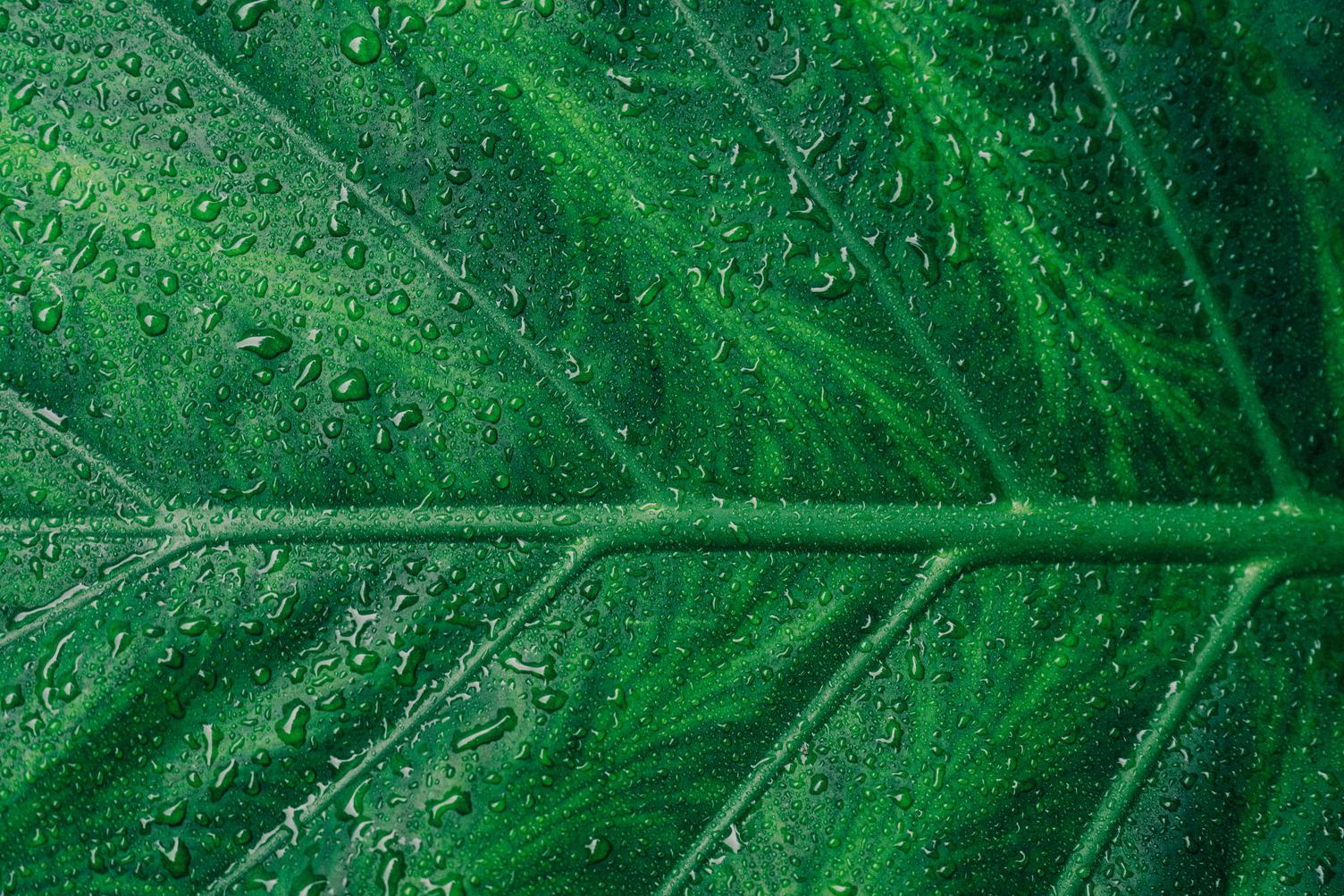 Green Leaf with Water Drops