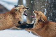 Two Foxes Fighting in Forest in Winter Time