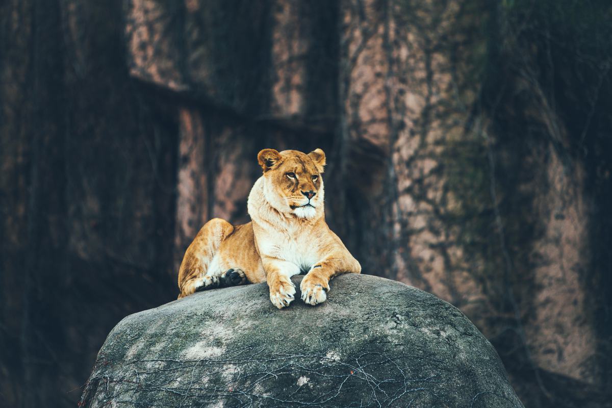 Portrait Of A Royal Bengal Tiger Sit On The Rock Stock Photo, Picture and  Royalty Free Image. Image 22661339.