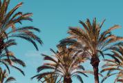 Palm Tree on Blue Sky Background