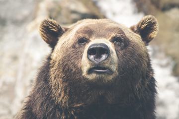 Closeup Portrait of a Brown Bear