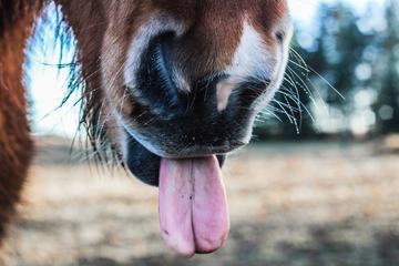 Horse Nostrils Closeup
