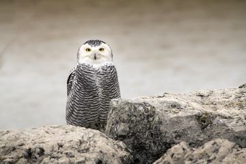 White Owl with Big Yellow Eyes on Rock