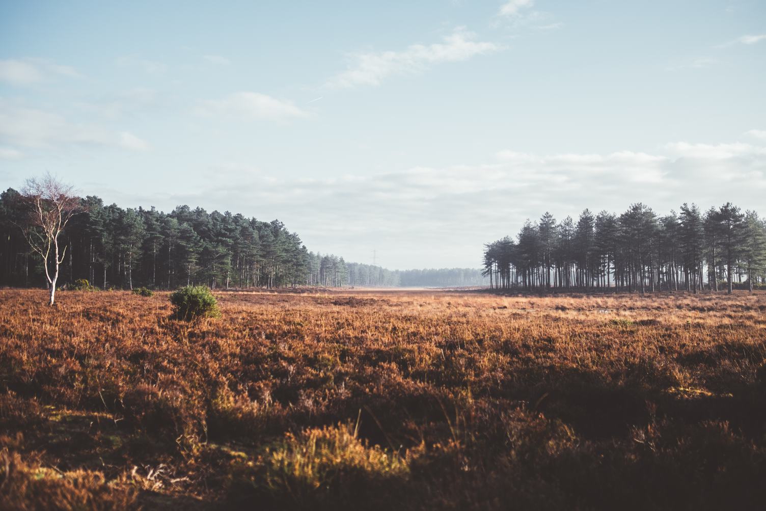 Dry Grass with Forest Background