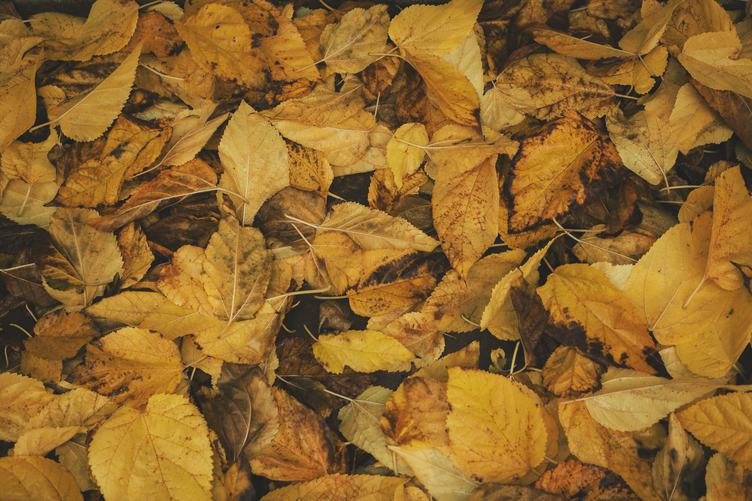 Background of Autumn Leaves