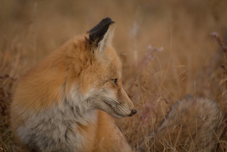 A Fox Standing on the Meadow with Blurred Background