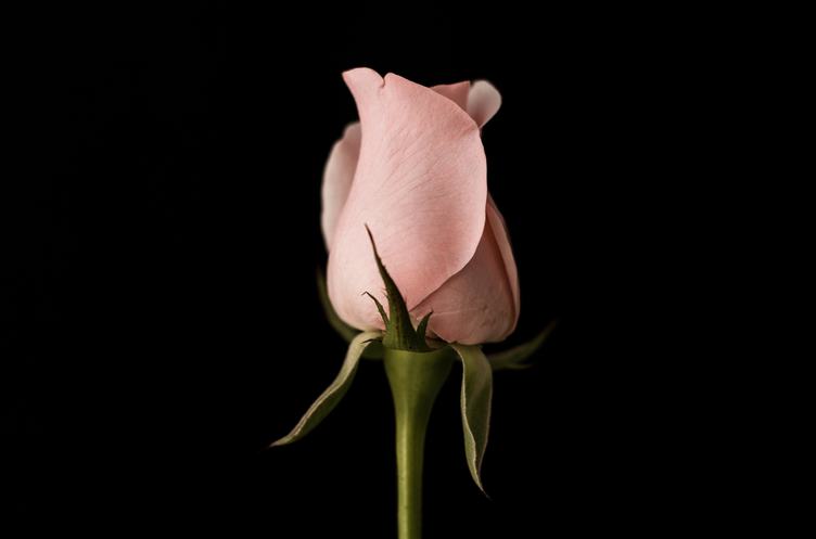 Pink Rose Isolated on Black Background