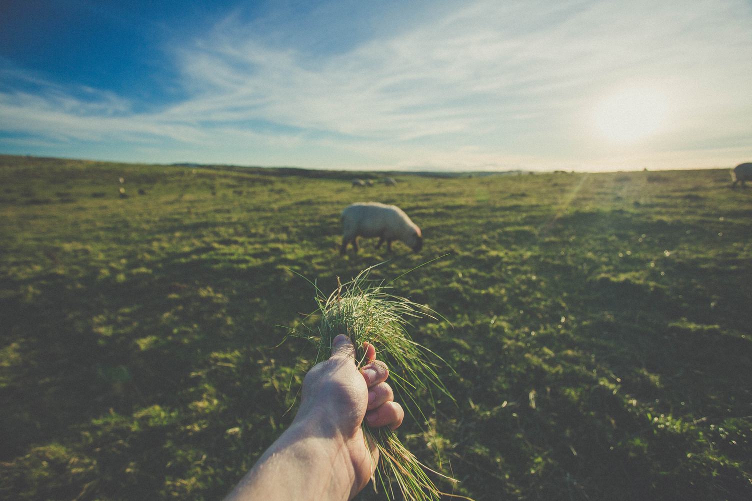Hand Feeding Sheep with Grass in the Field