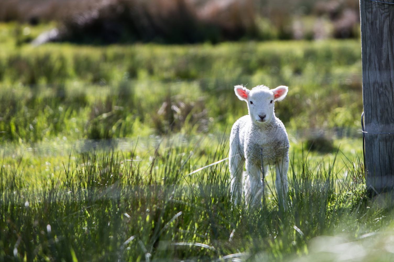 A Baby Lamb during Spring Grazing in a Sheep Farm