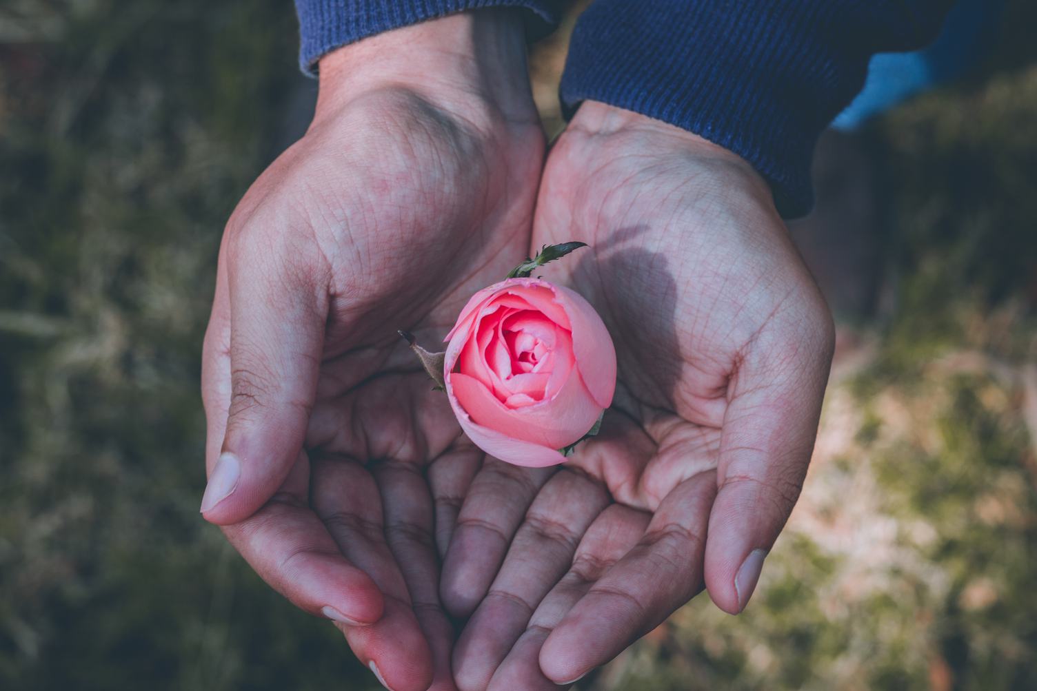 Close up of Human Hands Holding Pink Peony Bud