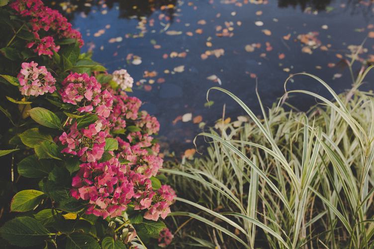 Blooming Hydrangea Bush on the Banks of the Pond